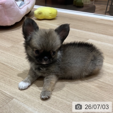 埼玉県のチワワ(ロング) (ペットプラス ららぽーと富士見店/2026年4月24日生まれ/男の子/フォーンホワイト)の子犬の4枚目の画像