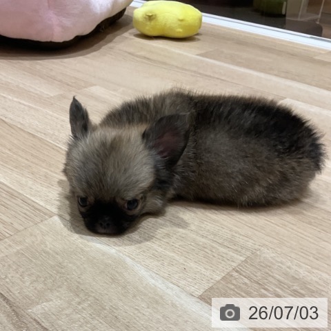 埼玉県のチワワ(ロング) (ペットプラス ららぽーと富士見店/2026年4月24日生まれ/男の子/フォーンホワイト)の子犬の3枚目の画像