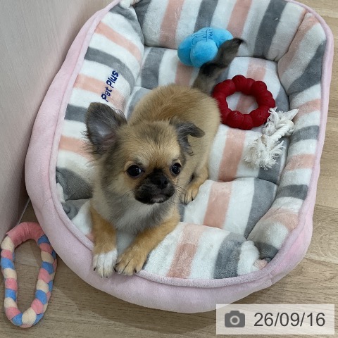 チワワの写真