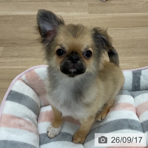 チワワの写真