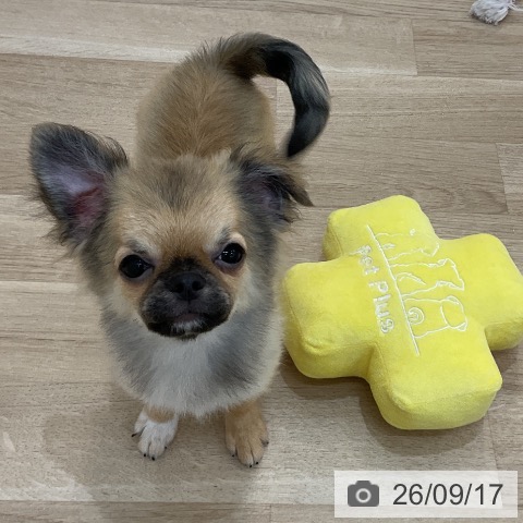 チワワの写真