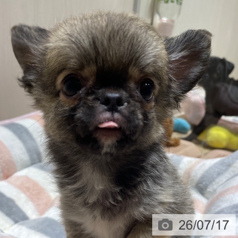 茨城県のチワワ(ロング) (ペッツワン 古河店/2026年4月24日生まれ/男の子/フォーンホワイト)の子犬の3枚目の画像