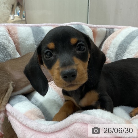 千葉県のミニチュアダックスフンド(ロング) (ペットプラス 木更津店/2026年4月25日生まれ/男の子/ブラックタン)の子犬の4枚目の画像