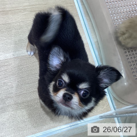 チワワの写真