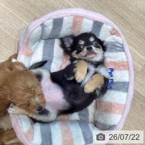 宮城県のチワワ(ロング) (ペットプラス 仙台泉大沢店/2026年4月19日生まれ/女の子/ブラックタンホワイト)の子犬の4枚目の画像
