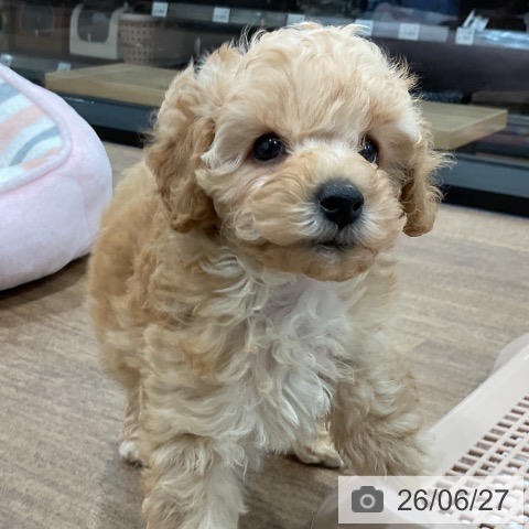 神奈川県のトイプードル(トイ) (ペッツワン 小田原店/2026年4月23日生まれ/男の子/クリーム)の子犬の4枚目の画像