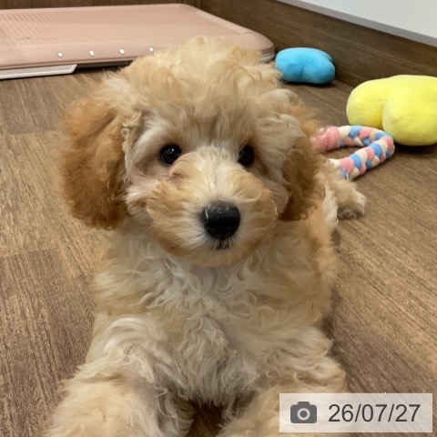 神奈川県のトイプードル(トイ) (ペッツワン 小田原店/2026年4月23日生まれ/男の子/クリーム)の子犬の4枚目の画像