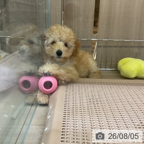神奈川県のトイプードル(トイ) (ペッツワン 横須賀久里浜店/2026年4月23日生まれ/男の子/クリーム)の子犬の4枚目の画像