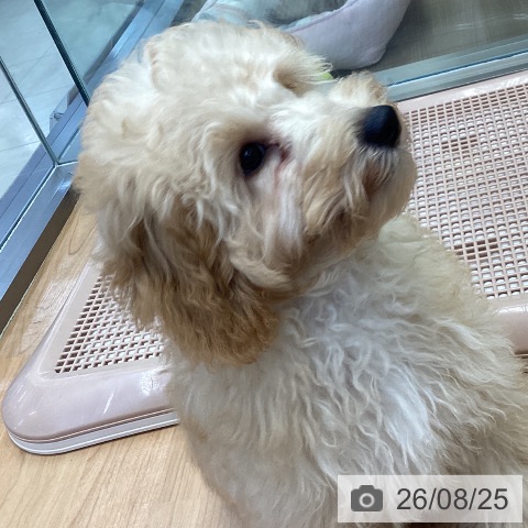 神奈川県のトイプードル(トイ) (ペッツワン 横須賀久里浜店/2026年4月23日生まれ/男の子/クリーム)の子犬の4枚目の画像