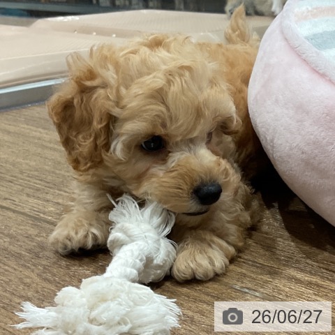 神奈川県のトイプードル(トイ) (ペッツワン 小田原店/2026年4月23日生まれ/男の子/クリーム)の子犬の3枚目の画像