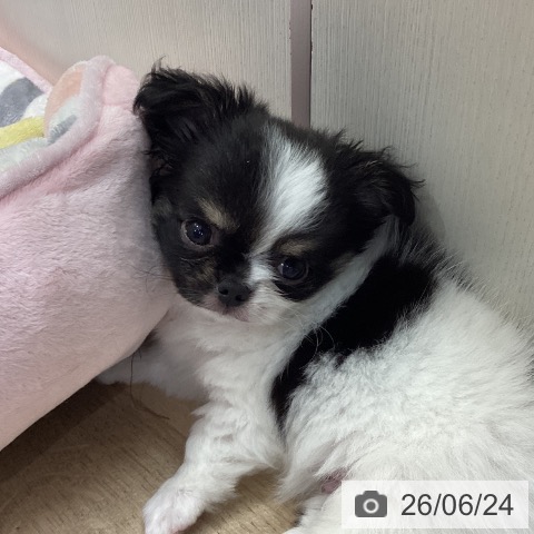 チワワの写真