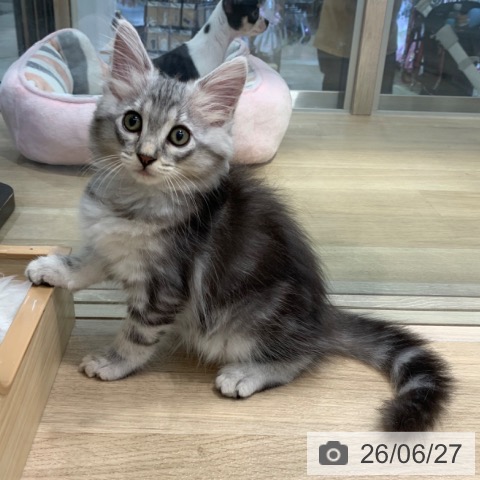 サイベリアンの写真