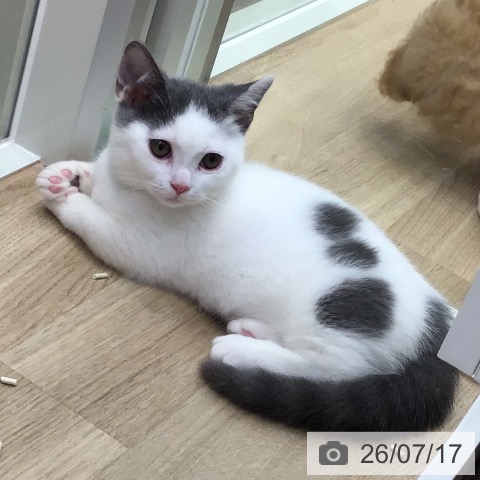 東京都のマンチカン (ペットプラス 日の出店/2026年4月13日生まれ/男の子/ブルータビーホワイト)の子猫の3枚目の画像
