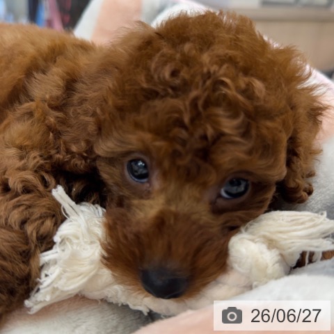 神奈川県のトイプードル(トイ) (ペットプラス 武蔵小杉店/2026年4月27日生まれ/男の子/レッド)の子犬の3枚目の画像