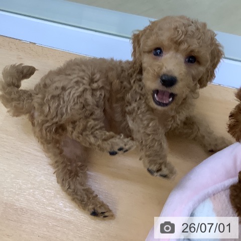 埼玉県のトイプードル(トイ) (ペットプラス 羽生店/2026年4月26日生まれ/男の子/レッド)の子犬の4枚目の画像