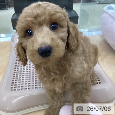 埼玉県のトイプードル(トイ) (ペットプラス 羽生店/2026年4月26日生まれ/男の子/レッド)の子犬の4枚目の画像
