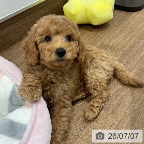 神奈川県のトイプードル(トイ) (ペッツワン 小田原店/2026年4月26日生まれ/男の子/レッド)の子犬の4枚目の画像