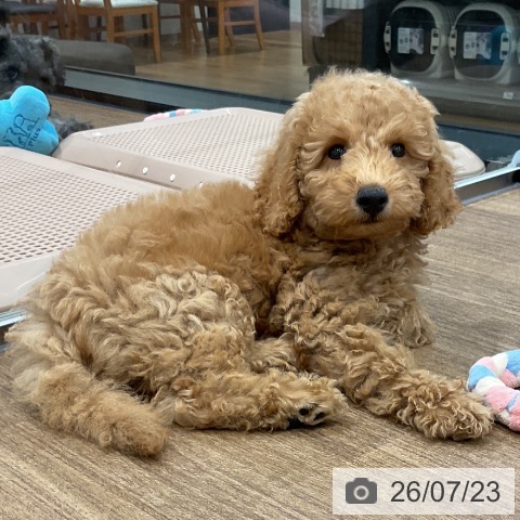 神奈川県のトイプードル(トイ) (ペッツワン 小田原店/2026年4月26日生まれ/男の子/レッド)の子犬の4枚目の画像