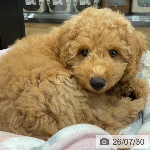神奈川県のトイプードル(トイ) (ペッツワン 小田原店/2026年4月26日生まれ/男の子/レッド)の子犬の4枚目の画像