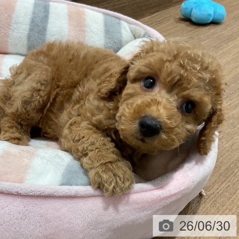 神奈川県のトイプードル(トイ) (ペッツワン 小田原店/2026年4月26日生まれ/男の子/レッド)の子犬の3枚目の画像