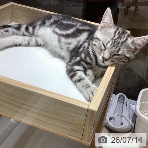 千葉県のアメリカンショートヘアー (ペットプラス 船橋店/2026年4月23日生まれ/男の子/シルバータビー)の子猫の3枚目の画像