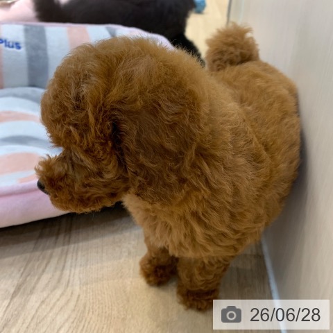 東京都のトイプードル(トイ) (ペッツワン 南砂町SUNAMO店/2026年4月27日生まれ/男の子/レッド)の子犬の4枚目の画像