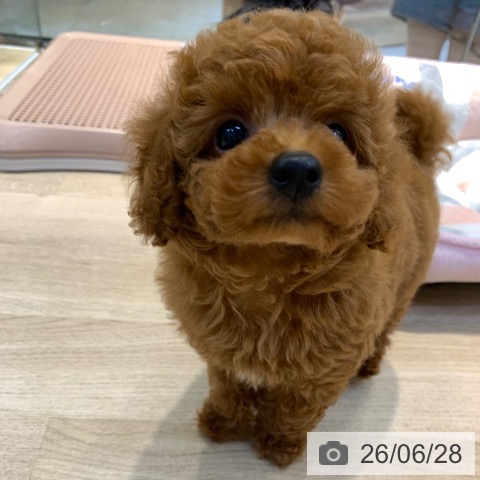 東京都のトイプードル(トイ) (ペッツワン 南砂町SUNAMO店/2026年4月27日生まれ/男の子/レッド)の子犬の3枚目の画像