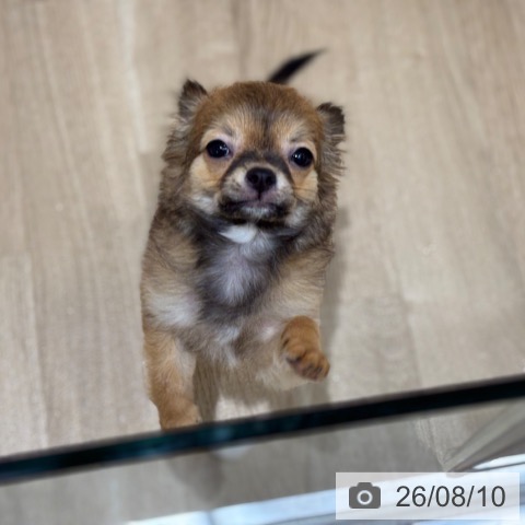 千葉県のチワワ(ロング) (ペットプラス 木更津店/2026年4月27日生まれ/男の子/レッド)の子犬の4枚目の画像