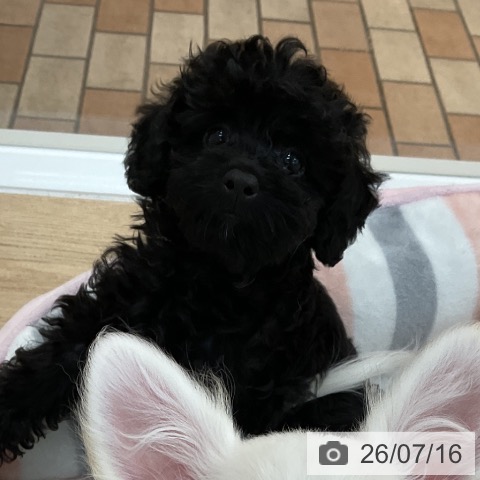 群馬県のトイプードル(トイ) (ペットプラス 前橋店/2026年4月26日生まれ/男の子/ブラック)の子犬の4枚目の画像