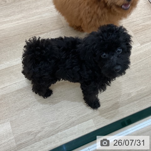 群馬県のトイプードル(トイ) (ペットプラス 前橋店/2026年4月26日生まれ/男の子/ブラック)の子犬の4枚目の画像