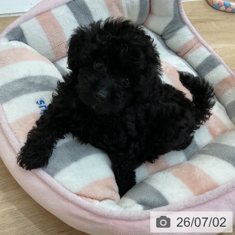 群馬県のトイプードル(トイ) (ペットプラス 前橋店/2026年4月26日生まれ/男の子/ブラック)の子犬の3枚目の画像