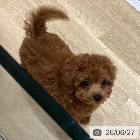 東京都のトイプードル(トイ) (ペットプラス 立川高島屋S.C.店/2026年4月23日生まれ/男の子/レッド)の子犬の3枚目の画像