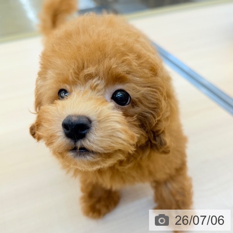 東京都のトイプードル(トイ) (ペッツワン 南砂町SUNAMO店/2026年4月21日生まれ/男の子/レッド)の子犬の4枚目の画像