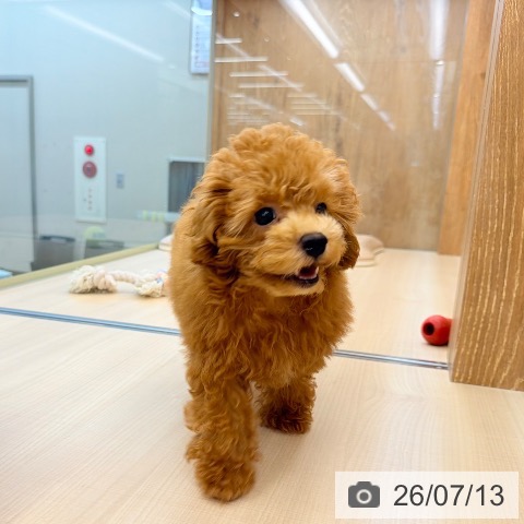 東京都のトイプードル(トイ) (ペッツワン 南砂町SUNAMO店/2026年4月21日生まれ/男の子/レッド)の子犬の4枚目の画像