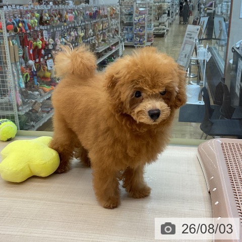 東京都のトイプードル(トイ) (ペッツワン 南砂町SUNAMO店/2026年4月21日生まれ/男の子/レッド)の子犬の4枚目の画像