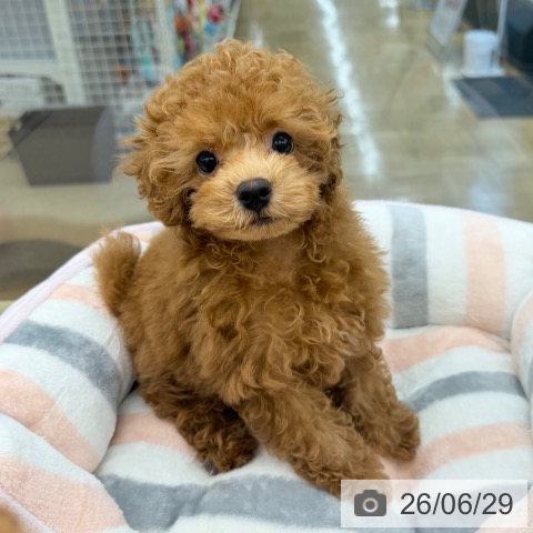 東京都のトイプードル(トイ) (ペッツワン 南砂町SUNAMO店/2026年4月21日生まれ/男の子/レッド)の子犬の3枚目の画像