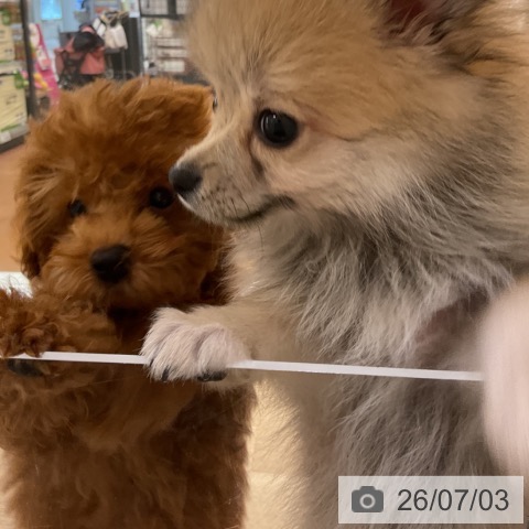 トイ・プードルの写真