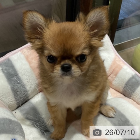 チワワの写真