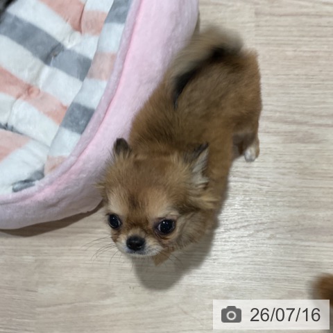 埼玉県のチワワ(ロング) (ペットプラス 与野店/2026年4月27日生まれ/女の子/フォーンホワイト)の子犬の3枚目の画像