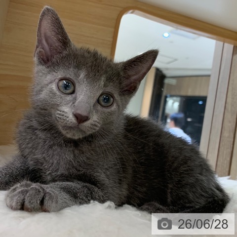 東京都のロシアンブルー (ペットプラス アクアシティお台場店/2026年4月23日生まれ/男の子/ブルー)の子猫の3枚目の画像