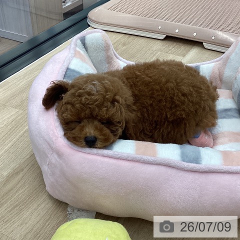 神奈川県のトイプードル(トイ) (ペットプラス 武蔵小杉店/2026年4月27日生まれ/男の子/レッド)の子犬の4枚目の画像