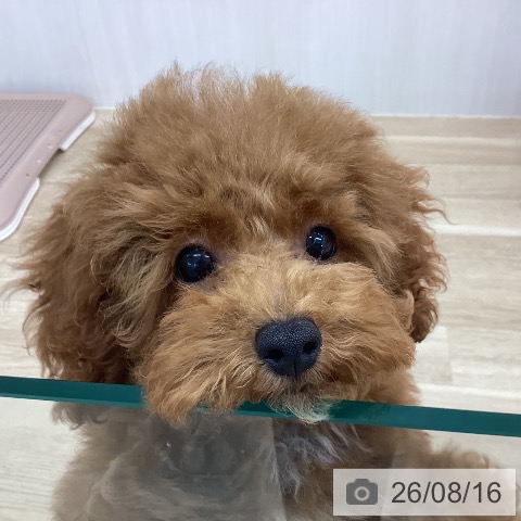 神奈川県のトイプードル(トイ) (ペットプラス 相模原並木店/2026年4月27日生まれ/男の子/レッド)の子犬の3枚目の画像