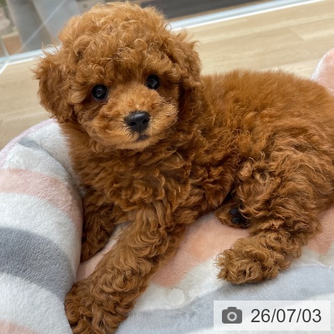 神奈川県のトイプードル(トイ) (ペットプラス テラスモール湘南店/2026年4月27日生まれ/男の子/レッド)の子犬の3枚目の画像