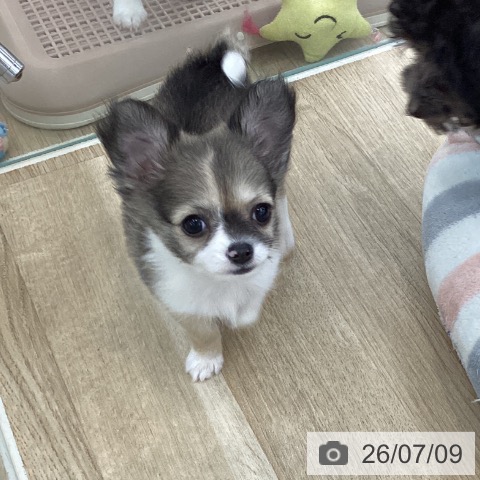山梨県のチワワ(ロング) (ペットプラス 甲府国母店/2026年4月19日生まれ/女の子/セーブルホワイト)の子犬の3枚目の画像