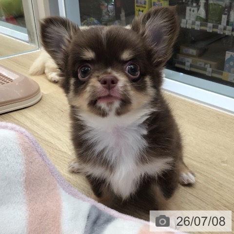 チワワの写真
