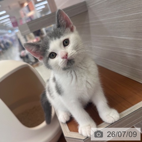 東京都のブリティッシュショートヘアー (ペットプラス 板橋店/2026年4月27日生まれ/男の子/ブルーホワイト)の子猫の3枚目の画像