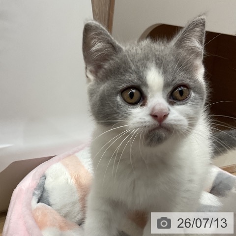 埼玉県のブリティッシュショートヘアー (ペットプラス 与野店/2026年4月27日生まれ/男の子/ブルーホワイト)の子猫の4枚目の画像
