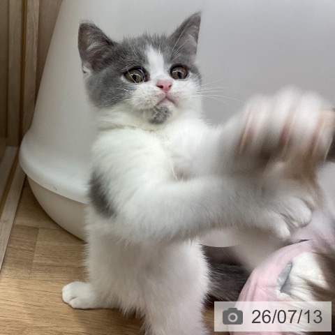 埼玉県のブリティッシュショートヘアー (ペットプラス 与野店/2026年4月27日生まれ/男の子/ブルーホワイト)の子猫の3枚目の画像