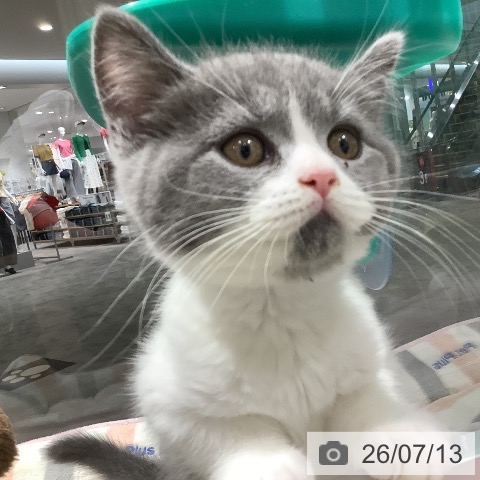 長野県のブリティッシュショートヘアー (ペットプラス 松本店/2026年4月27日生まれ/男の子/ブルーホワイト)の子猫の3枚目の画像