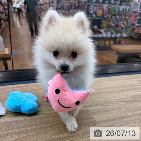 ポメラニアンの写真